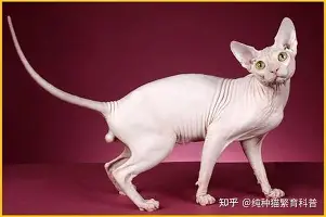 詹姆斯能重回CBA四强球迷热议(詹姆斯能重回cba四强球迷热议吗)|FG棋牌游戏登录